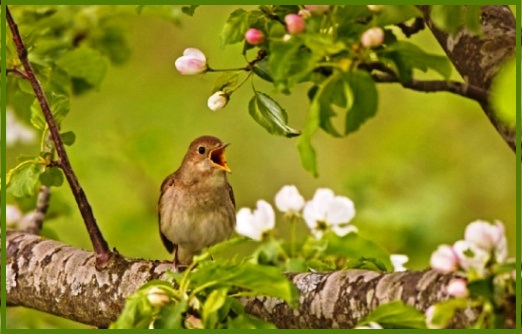 bird_spring3