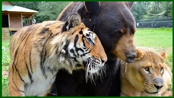 orso-leone-tigre1